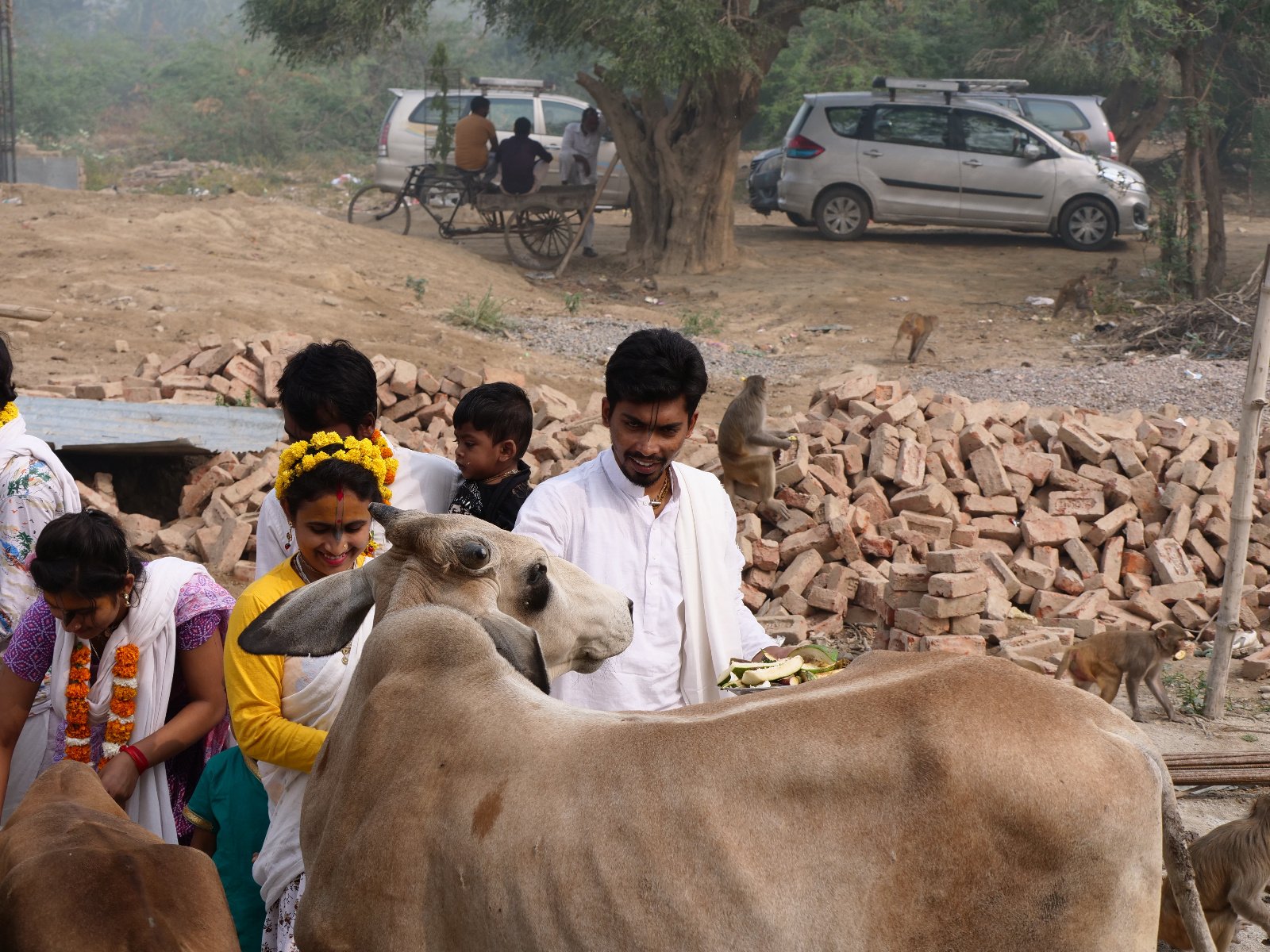  193 Gopashtami Radha kunda Govardhan 19.11.04